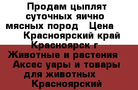 Продам цыплят суточных яично- мясных пород › Цена ­ 130 - Красноярский край, Красноярск г. Животные и растения » Аксесcуары и товары для животных   . Красноярский край